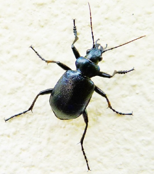 calosoma_inquisitor.jpg