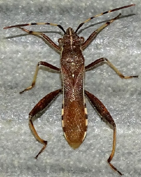 camptopus_lateralis.jpg
