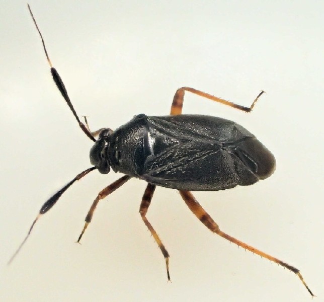 capsus_ater_1.jpg