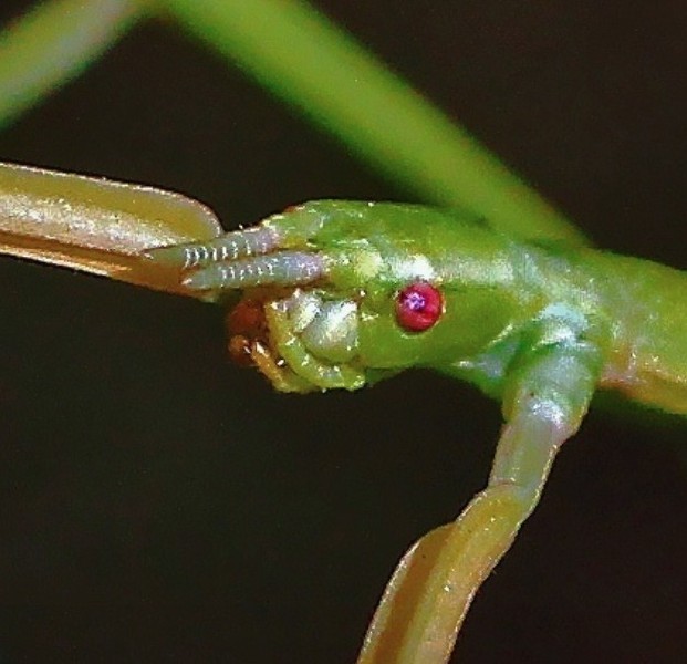 carausius_morosus_tete.jpg