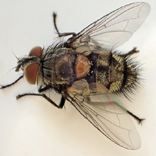 carcelia_cf.bombylans.jpg