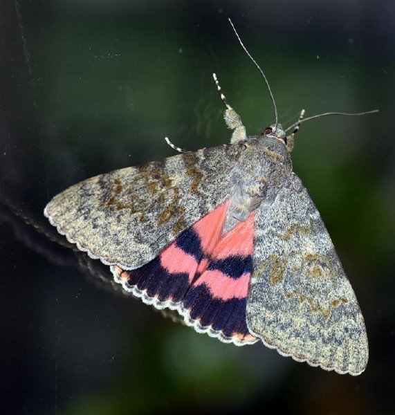catocala_elocata_1.jpg