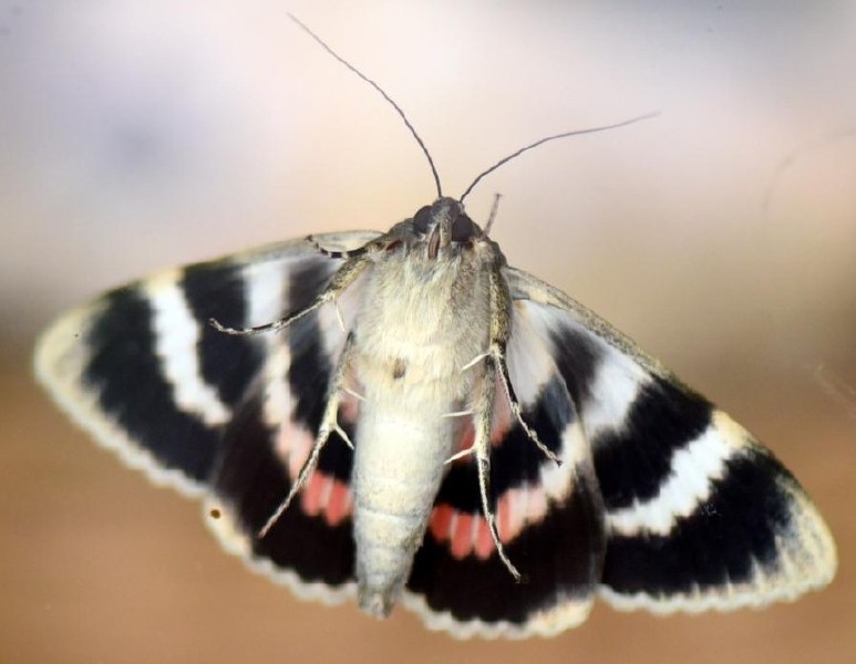catocala_elocata_2.jpg