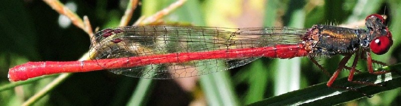 ceragrion_tenellum_male.jpg