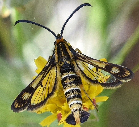 chamaesphecia_dumonti_femelle.jpg