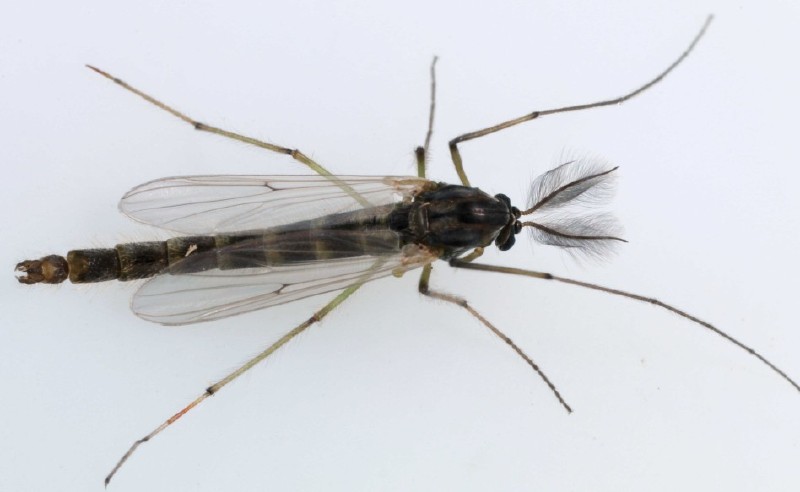 chironomus_plumosus_male.jpg