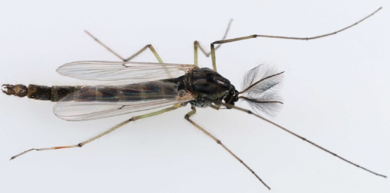 chironomus_plumosus_male_1.jpg
