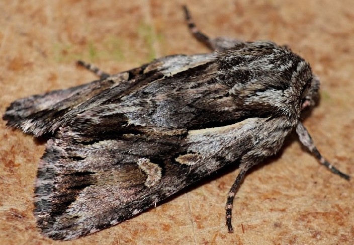 chloantha_hyperici.jpg