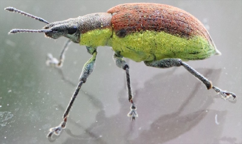 chlorophanus_viridis.jpg