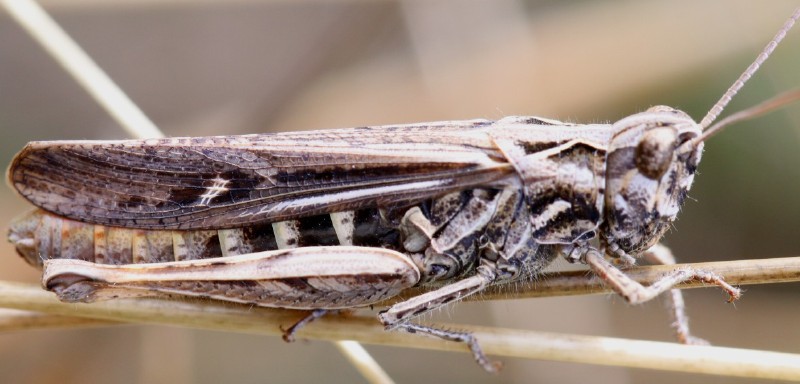 chorthippus_brunneus_femelle.jpg