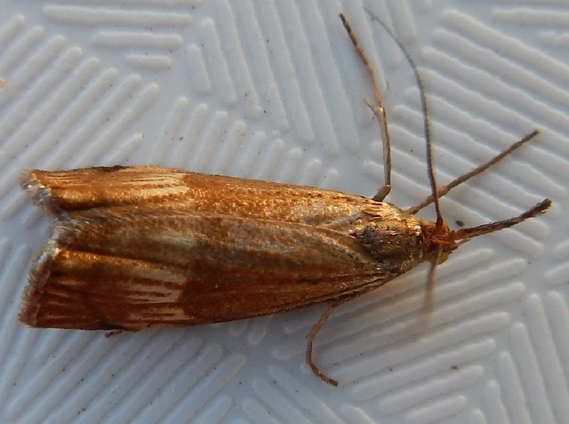 chrysocrambus_linetella.jpg