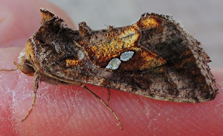 chrysodeixis_chalcites.jpg