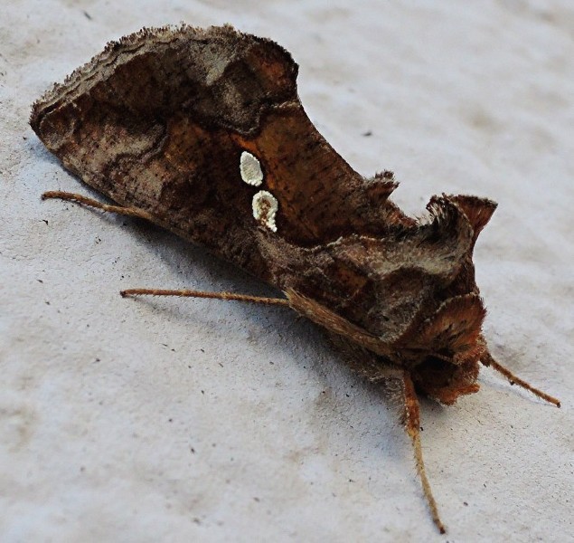 chrysodeixis_chalcites_1.jpg