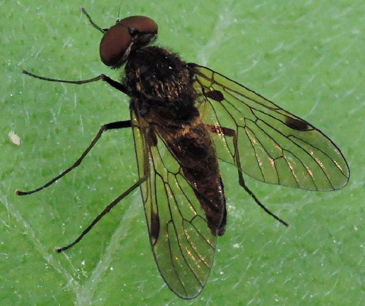 chrysopilus_cristatus_male.jpg