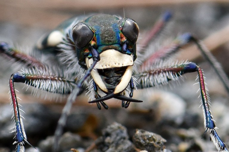 cicindela_hybrida_riparia_face.jpg