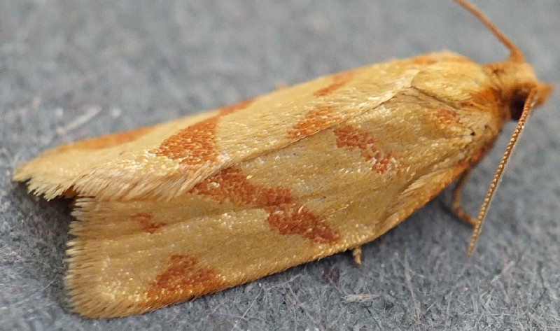 clepsis_pallidana.jpg