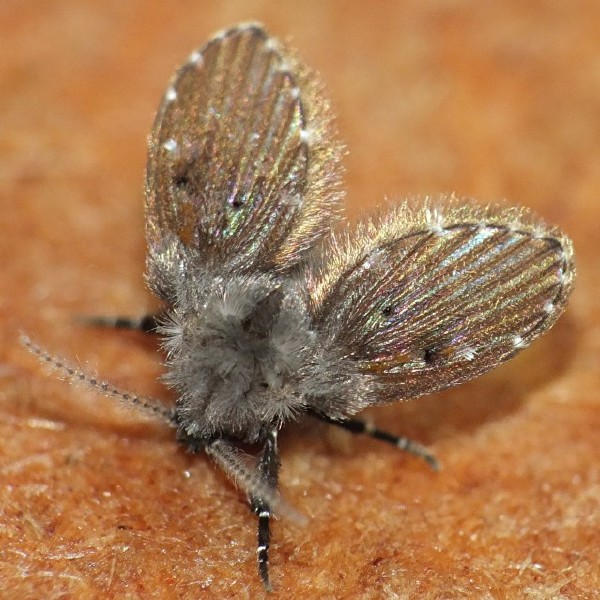 clogmia_albipunctata.jpg