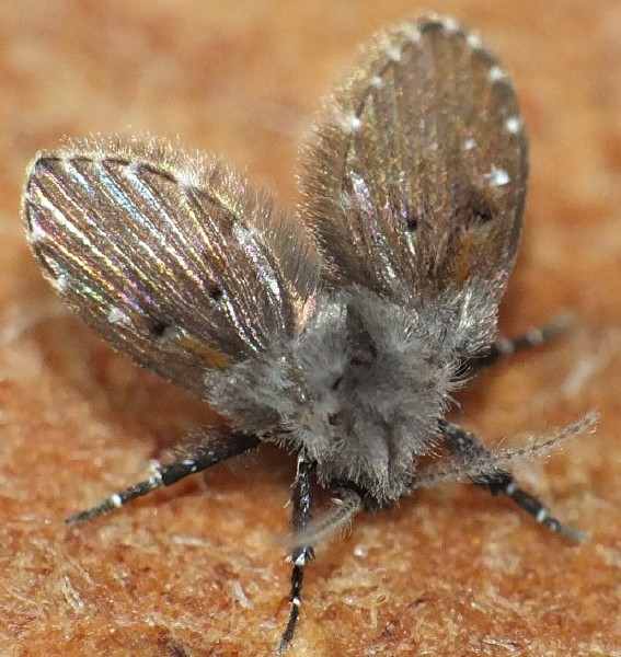 clogmia_albipunctata_1.jpg