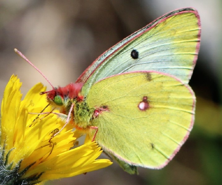colias_alfacariensis_revers.jpg