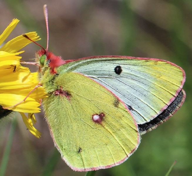 colias_alfacariensis_revers_1.jpg