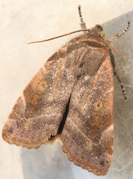 cosmia_affinis.jpg