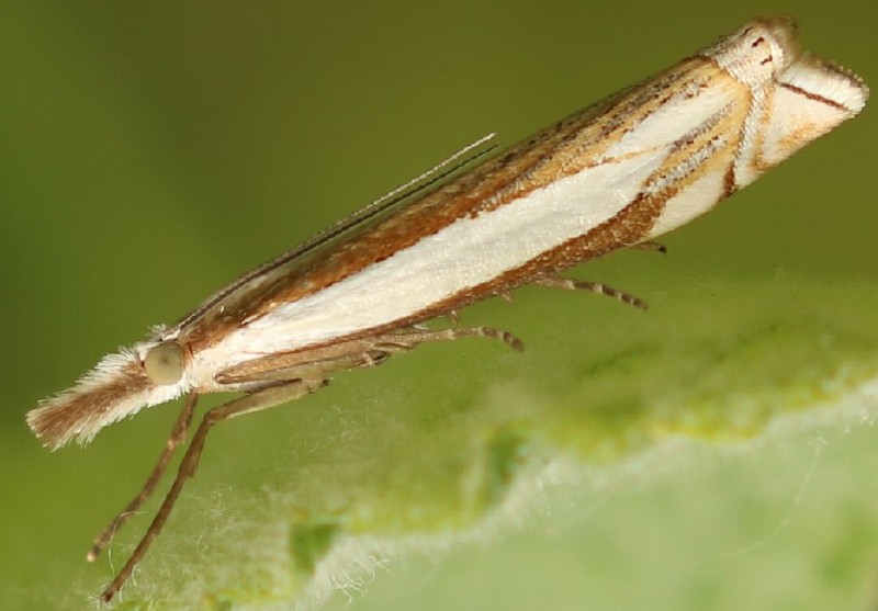crambus_uliginosellus.jpg