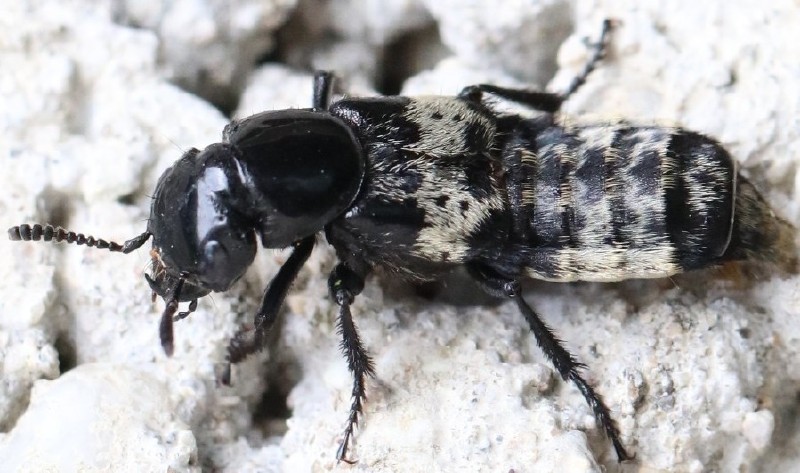 creophilus_maxillosus.jpg