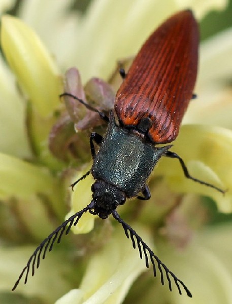 ctenicera_virens_male.jpg