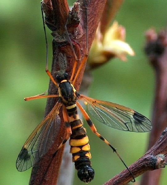 ctenophora_festiva_male.jpg