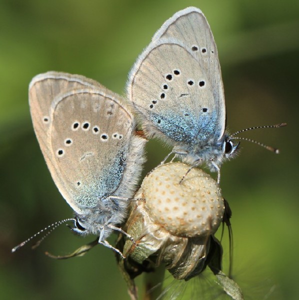 cyaniris_semiargus_copula.jpg