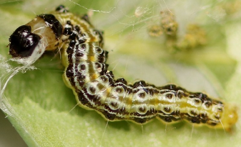 cydalima_perspectalis_chenille.jpg