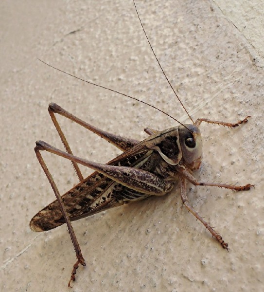 decticus_albifrons_femelle.jpg
