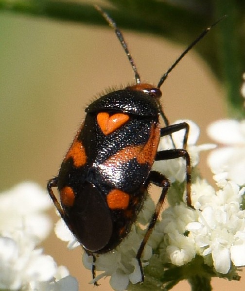 deraeocoris_schach.jpg