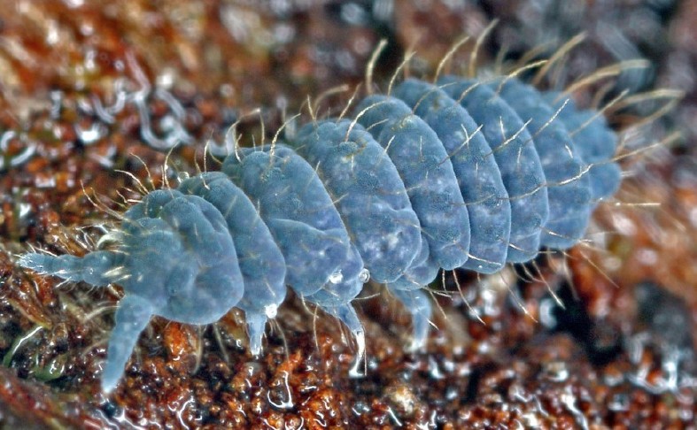 deutonura_conjuncta.jpg