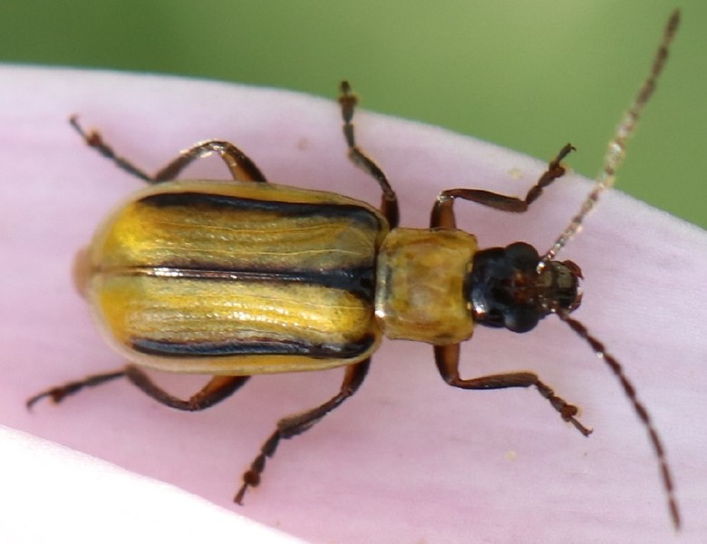 diabrotica_virgifera.jpg