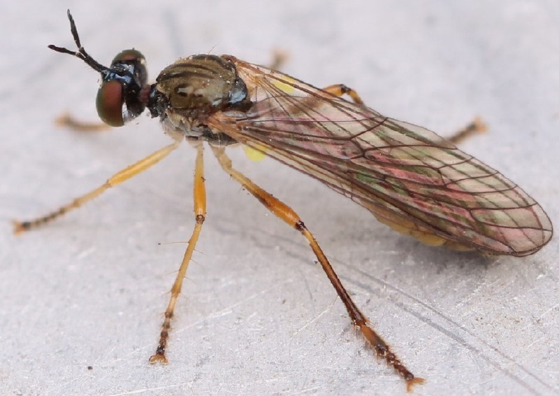 dioctria_hyalipennis_male.jpg