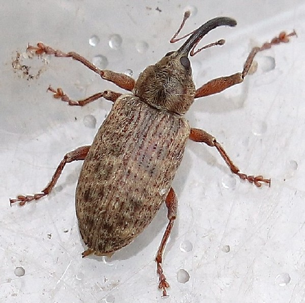 dorytomus_longmanus_femelle.jpg
