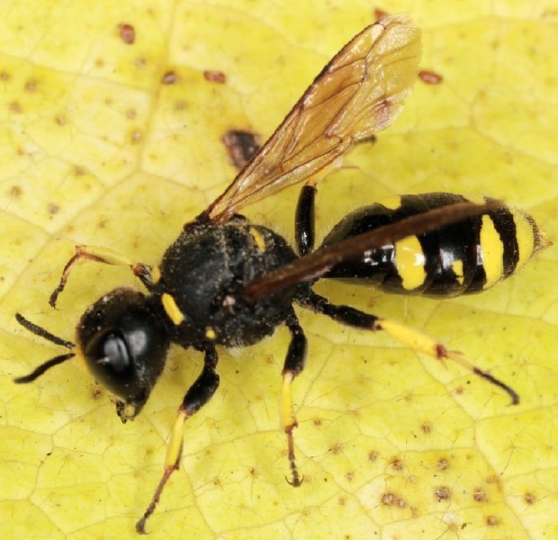ectemnius_.continuus_punctatusjpg.jpg