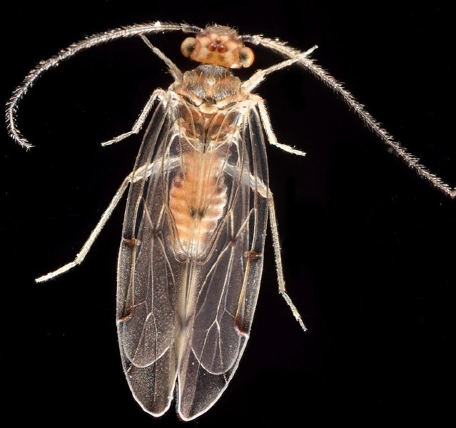 ectopsocus_briggsi.jpg