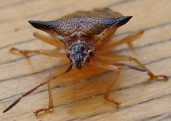 elasmucha_ferrugata.jpg