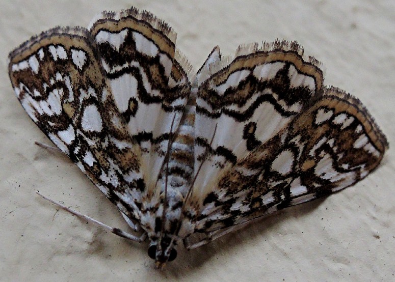 elophila_nympheata_femelle.jpg