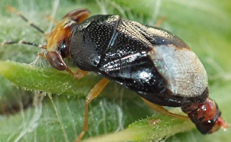 geocoris_erythrocephalus.jpg