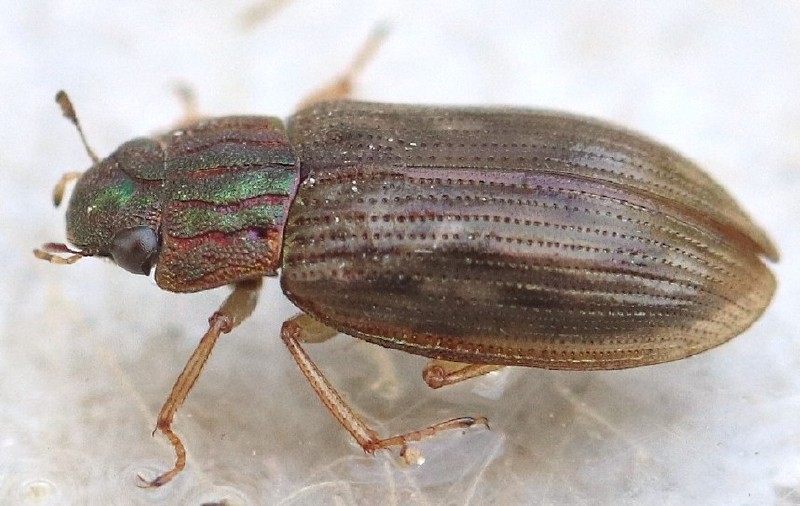 helophorus_grandis.jpg