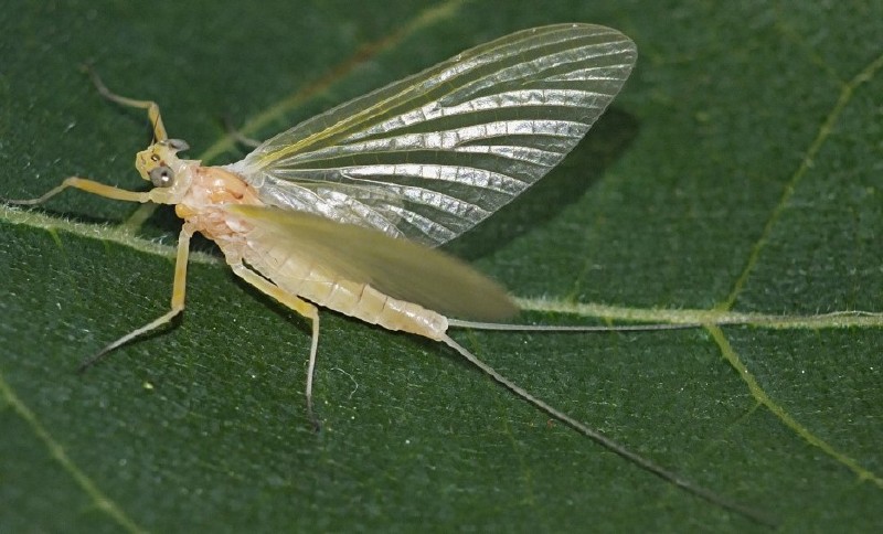 heptagenia_sulphurea_femelle.jpg