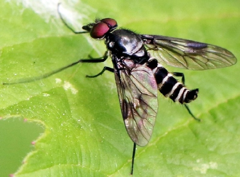 ibisia_mareginata.jpg