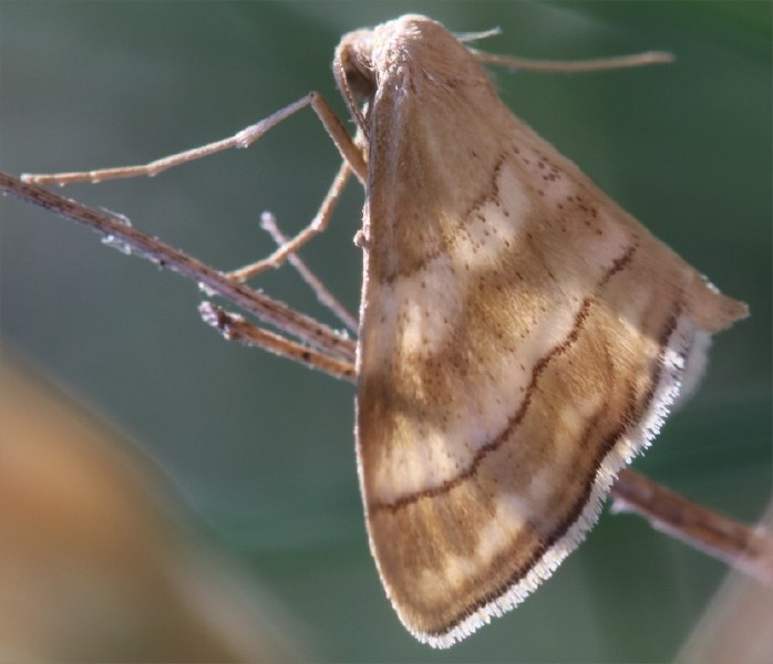 idaea_circuitaria.jpg