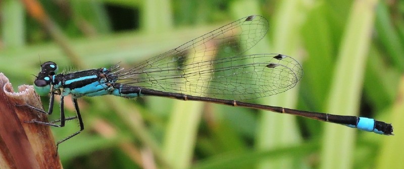 ischnura_elegans_male_mature.jpg