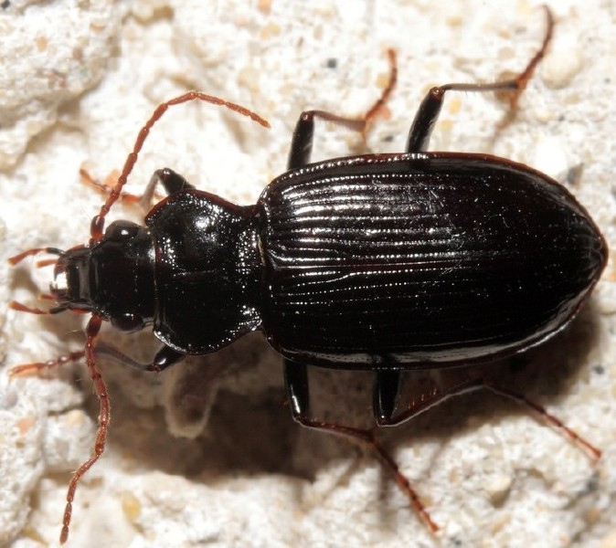 licinus_hoffmannseggi.jpg