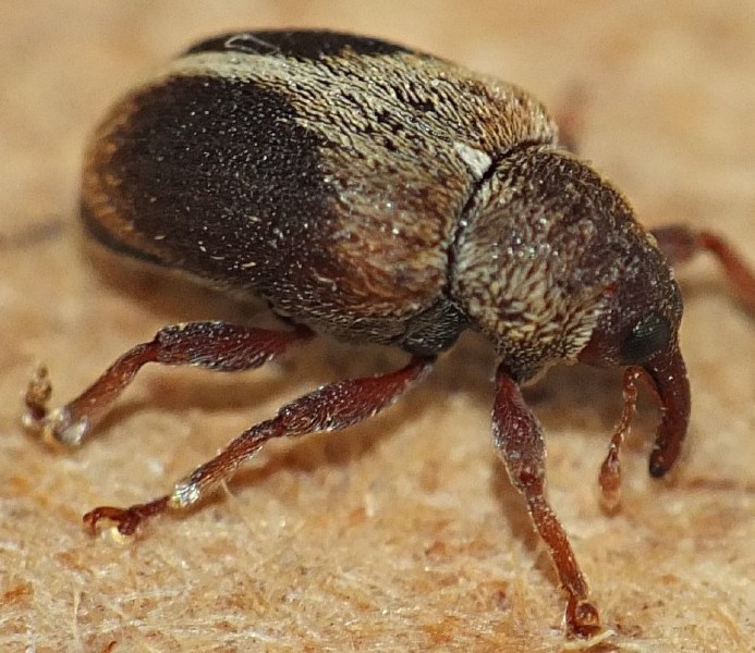 lignyodes_enucleator.jpg