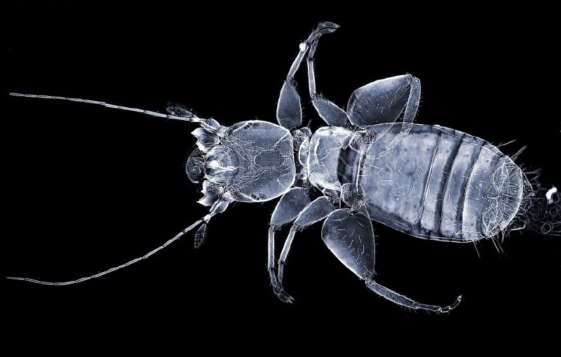 liposcelis_divinatorius.jpg